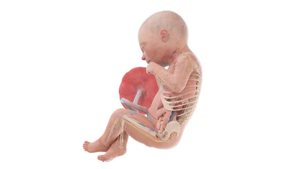 第33周人体胚胎解剖 — 图库照片