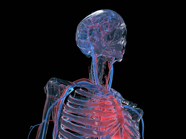 Circulatory System Head Neck Illustration — Stock Photo, Image