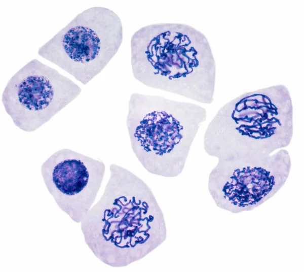 Mitose Lichtmikroskopische Aufnahme Von Zellen Der Wurzelspitze Einer Breiten Bohnenpflanze — Stockfoto