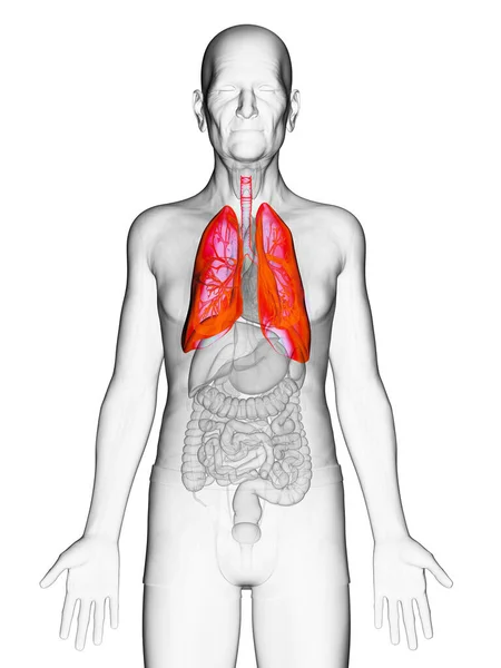 Płuca Starszego Mężczyzny Ilustracja — Zdjęcie stockowe