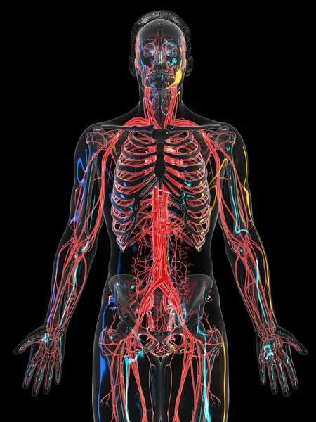 Sistema Vascular Sobre Fondo Negro Ilustración — Foto de Stock