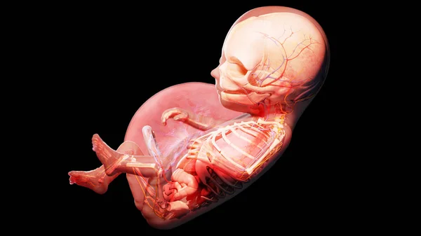 第14周的胎儿 — 图库照片