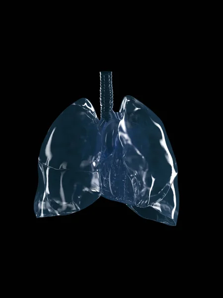 心脏和肺 — 图库照片