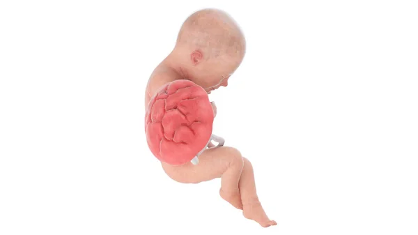32週目の人間の胎児イラスト — ストック写真