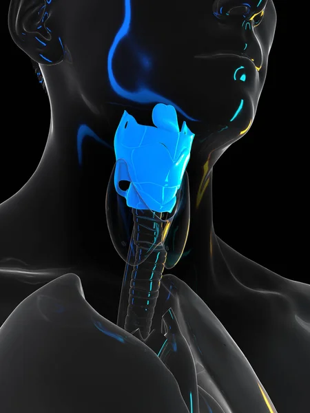 黑色背景下的人类喉 — 图库照片