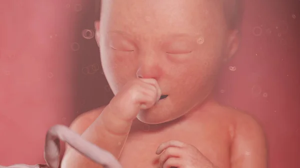 34周时的胎儿 — 图库照片
