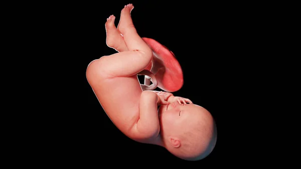 Ανθρώπινο Έμβρυο Την Εβδομάδα Εικονογράφηση — Φωτογραφία Αρχείου