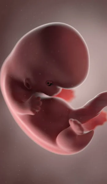 人类胎儿在第8周 — 图库照片