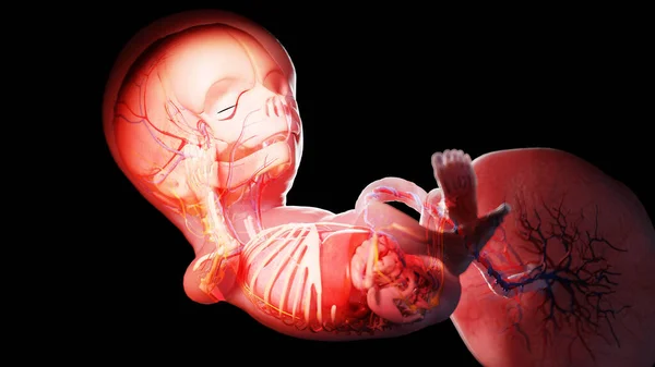 Human Fetus Week Illustration — Stock Photo, Image