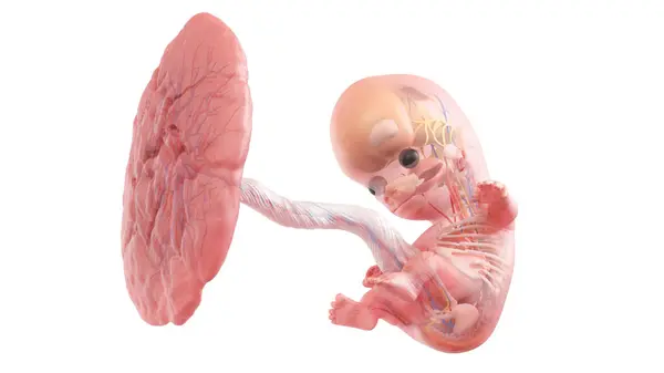 Anatomia Feto Humano Semana Ilustração — Fotografia de Stock