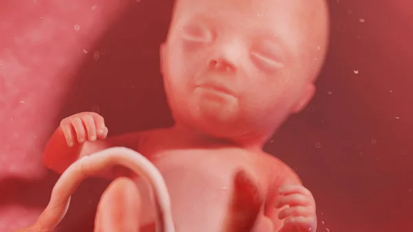 Ανθρώπινο Έμβρυο Στην Εβδομάδα Εικονογράφηση — Φωτογραφία Αρχείου
