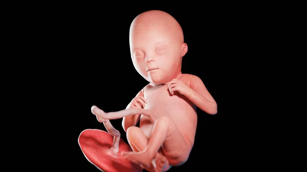 22週目の胎児図 — ストック写真