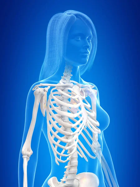 Esqueleto Humano Ilustración Conceptual —  Fotos de Stock
