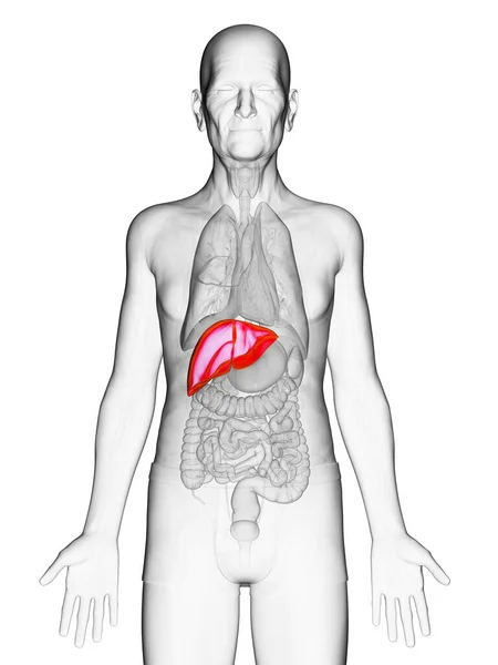 Fígado Idoso Ilustração — Fotografia de Stock