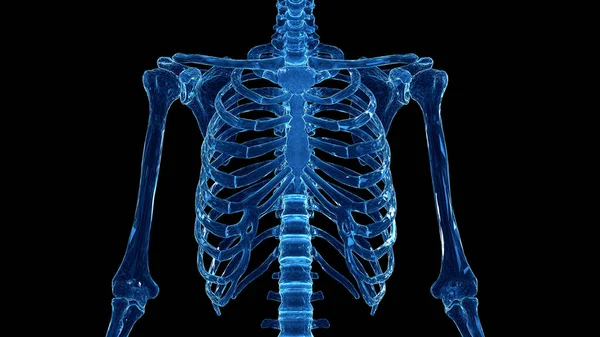 Skeletale Thorax Zwarte Achtergrond Illustratie — Stockfoto