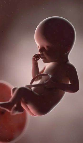 25周时的人类胎儿 — 图库照片