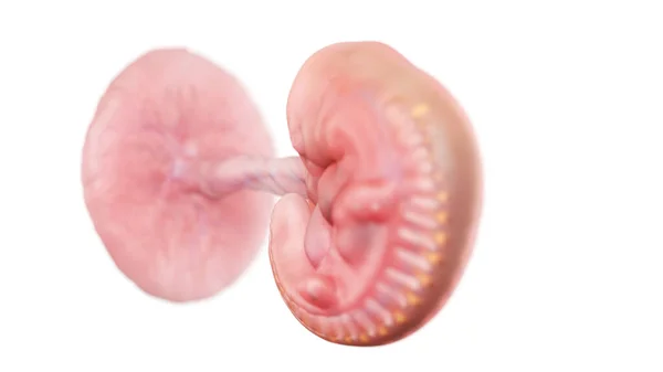 Эмбрион Человека Пятой Неделе Иллюстрация — стоковое фото