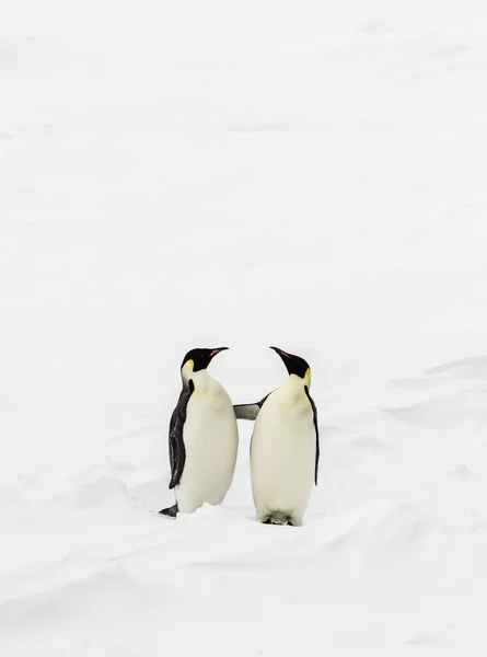 Dwa Pingwiny Cesarskie Aptenodytes Forsteri Wstające Dotykające Się Nawzajem — Zdjęcie stockowe