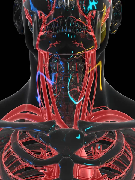 Sistema Vascular Pescoço Ilustração — Fotografia de Stock