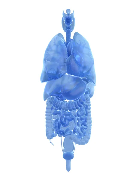 Mänskliga Organ Vit Bakgrund Illustration — Stockfoto