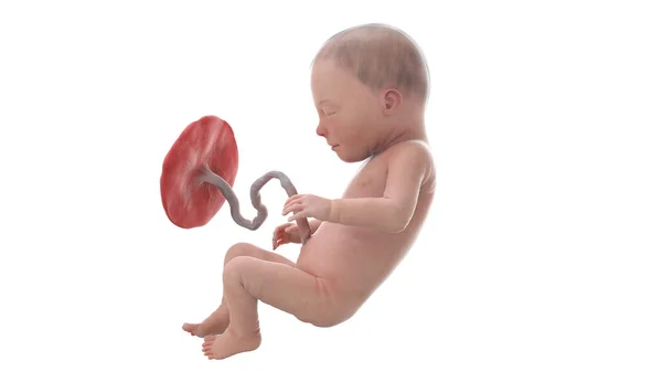 31周时的人类胎儿 — 图库照片