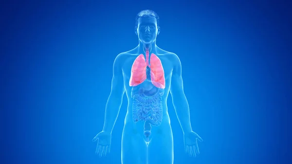 Ludzkie Płuco Niebieskim Tle Ilustracja — Zdjęcie stockowe