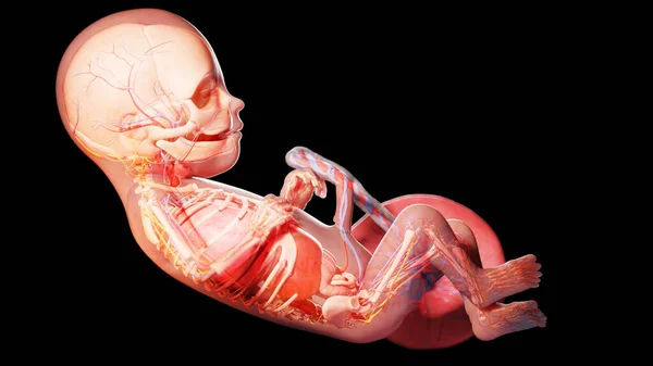 人胎周数 — 图库照片