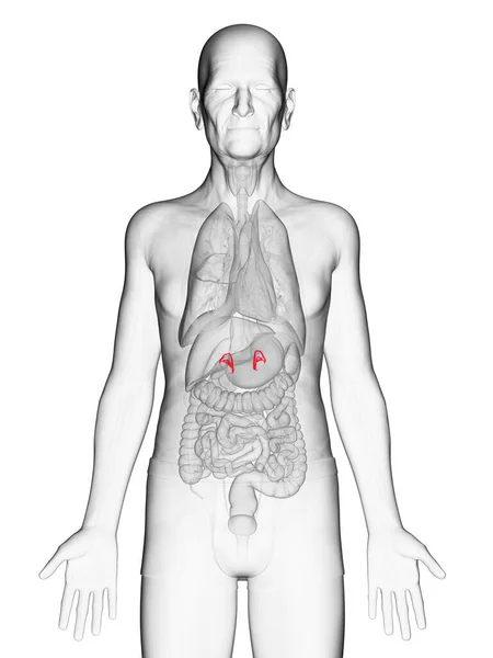 Elderly Man Adrenal Glands Illustration — Stock Photo, Image