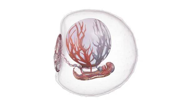 Embrión Humano Semana Ilustración — Foto de Stock