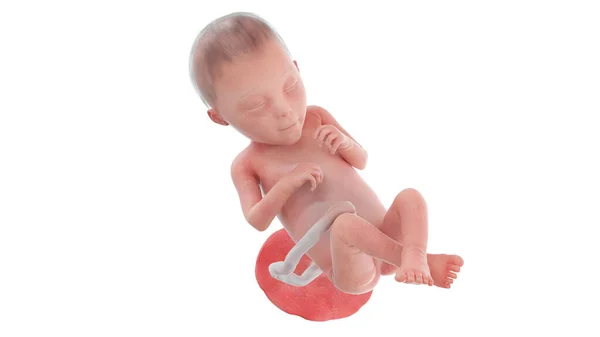 23週目の人間の胎児イラスト — ストック写真