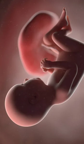 37周时的人类胎儿 — 图库照片