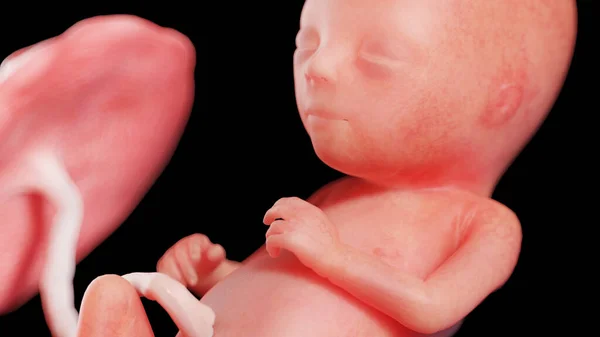 15週目の胎児図 — ストック写真