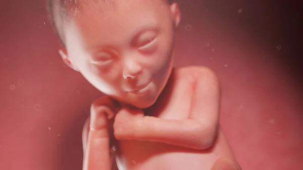 ทารกในครรภ ในส ปดาห ภาพประกอบ — ภาพถ่ายสต็อก