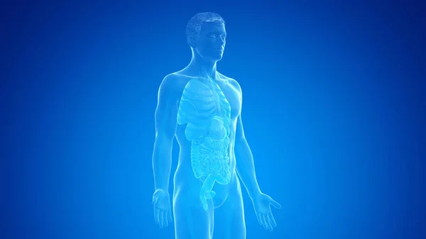 Human Organs Blue Background Illustration — Stock Photo, Image