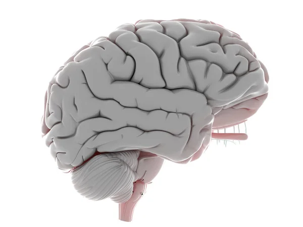 Bir Insan Beyni Çizimi — Stok fotoğraf