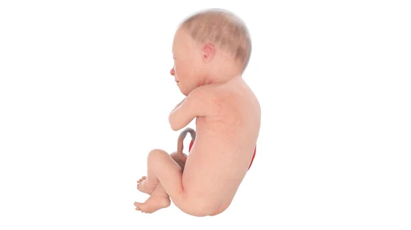 第29周的人类胎儿 — 图库照片