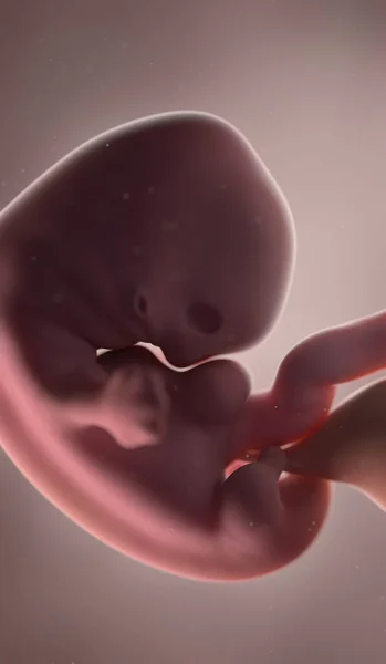 7周时的人类胎儿 — 图库照片