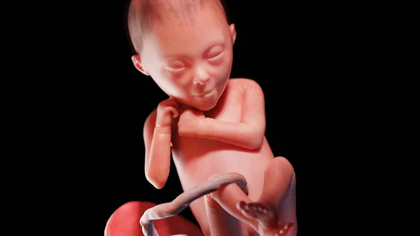 Human Fetus Week Illustration — Stock Photo, Image