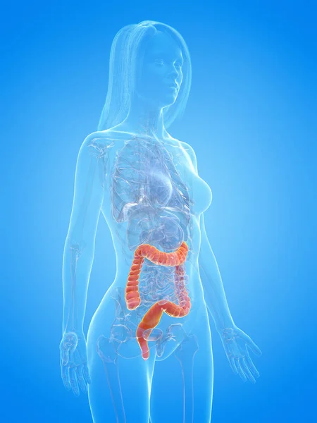 青い背景の人間の結腸 イラスト — ストック写真