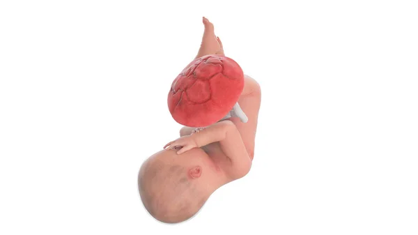 41週目の人間の胎児図 — ストック写真
