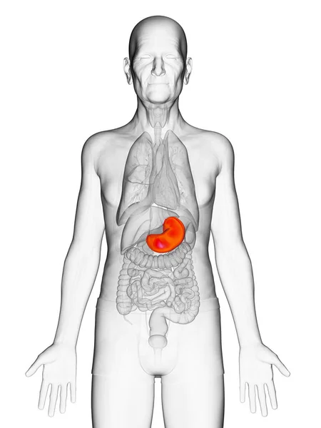 老人の胃イラスト — ストック写真
