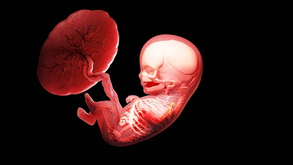 第11周的胎儿 — 图库照片