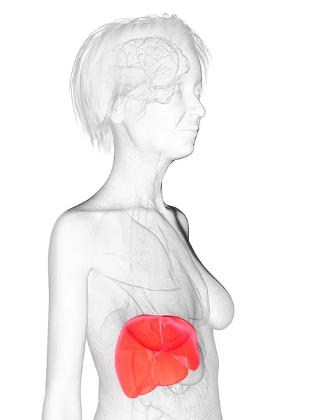 Fígado Mulher Idosa Ilustração — Fotografia de Stock