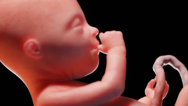 第20周的胎儿 — 图库照片