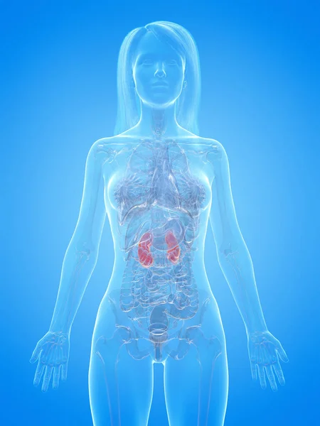 青色の背景にヒト腎臓 イラスト — ストック写真