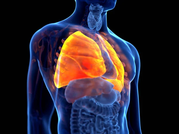 Ludzkie Płuco Ilustracja Konceptualna — Zdjęcie stockowe