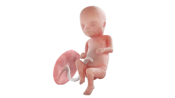 16周时的人类胎儿 — 图库照片