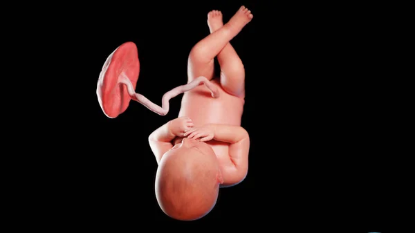 第36周的胎儿 — 图库照片