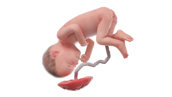 27周时的人类胎儿 — 图库照片