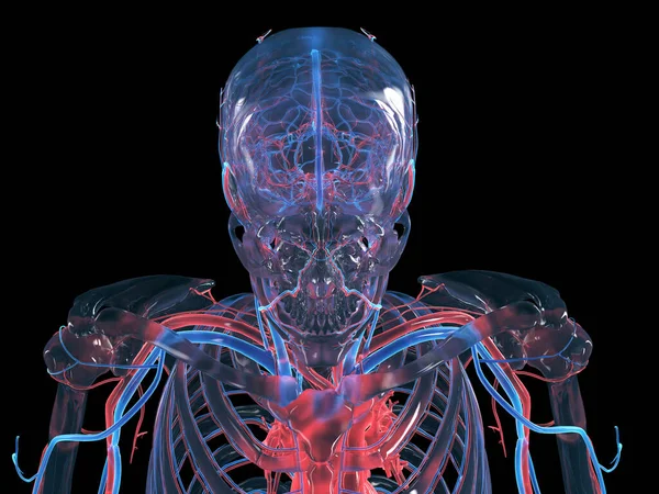 Sistema Circulatorio Cabeza Cuello Ilustración — Foto de Stock